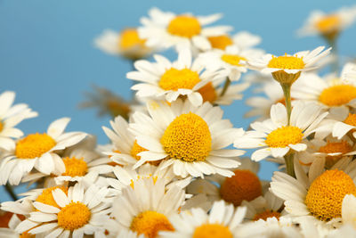 Close-up of white daisy flowers