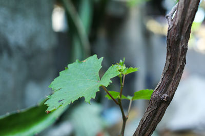 Close-up of leaves on tree trunk