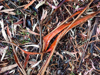 High angle view of dry plants on field