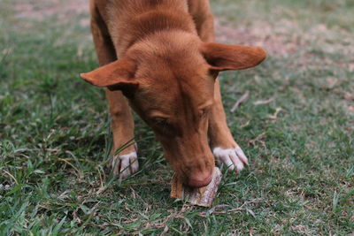 High angle view of dog on field