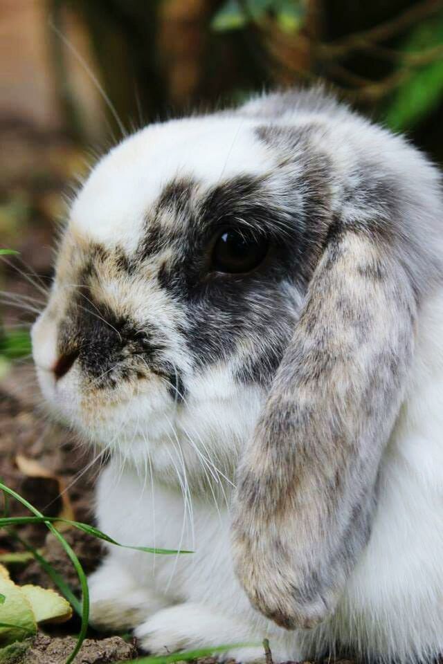 CLOSE-UP OF RABBIT