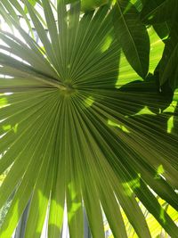 Full frame shot of palm tree