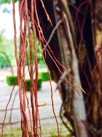 Close-up of red leaves on tree trunk