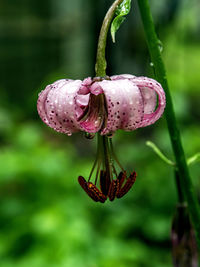 Close-up of pink flower