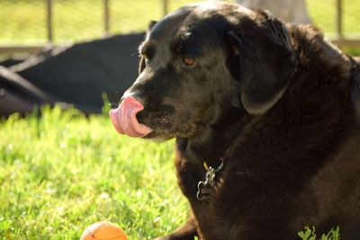 Close-up of dog on grassy field