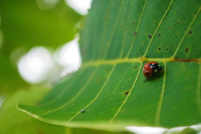 Close-up of ladybug on leaf