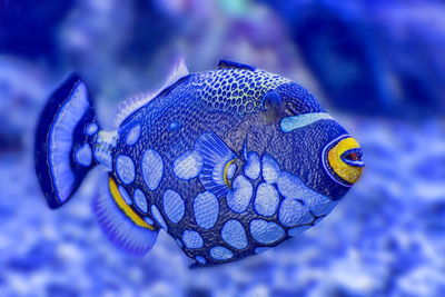 Close-up of fish swimming in sea