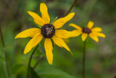 Close-up of yellow daisy flower
