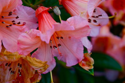 Close-up of flowers against blurred background