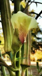 Close-up of flowers