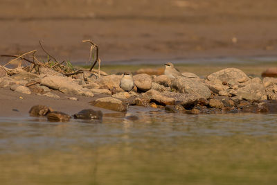 Birds in a lake