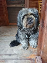 Portrait of dog at home