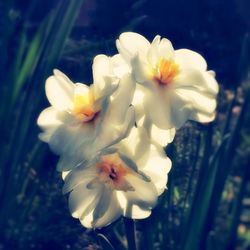 Close-up of white flowers