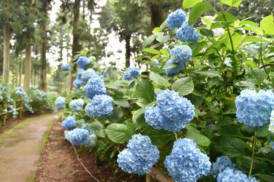 View of blue flowering plants
