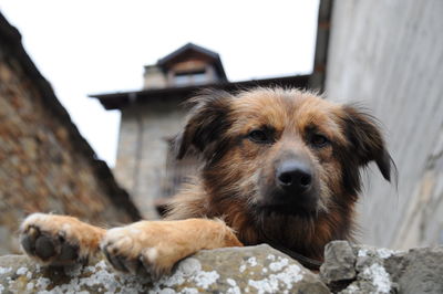 Close-up portrait of dog