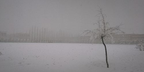 Bare tree on snow covered field against sky