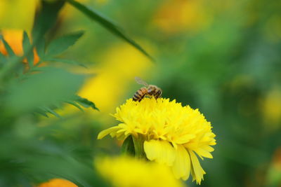 Close-up of bee pollinating on yellow flower