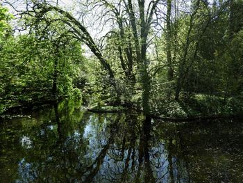 Reflection of trees in lake