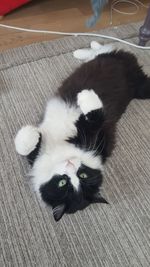 High angle portrait of black dog