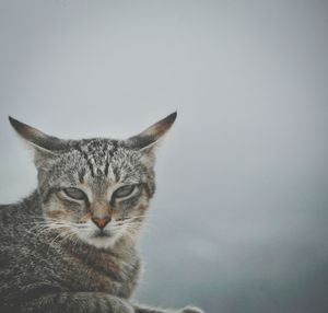 Portrait of stray cat against wall