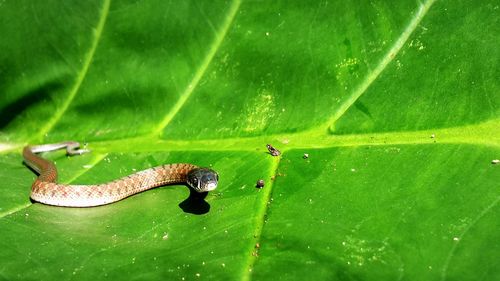 Close-up of insect on leaf