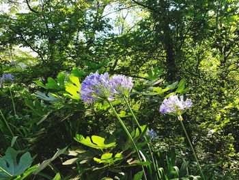 Close-up of fresh flowers blooming on tree