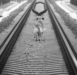 High angle view of cat on railroad track