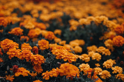 Bright orange autumn flowers growing in the garden. natural and organic floral background.