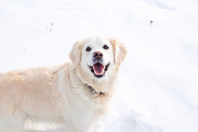 Large white labrador golden retriever dog in winter landscape runs in the snow.