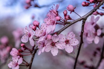 Close-up of pink cherry blossoms in spring