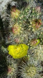 Close-up of cactus flower