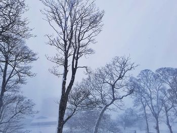 Low angle view of bare trees against clear sky