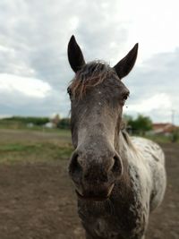 Portrait of a horse against sky