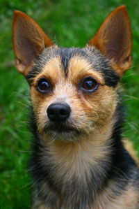 Close-up portrait of a dog