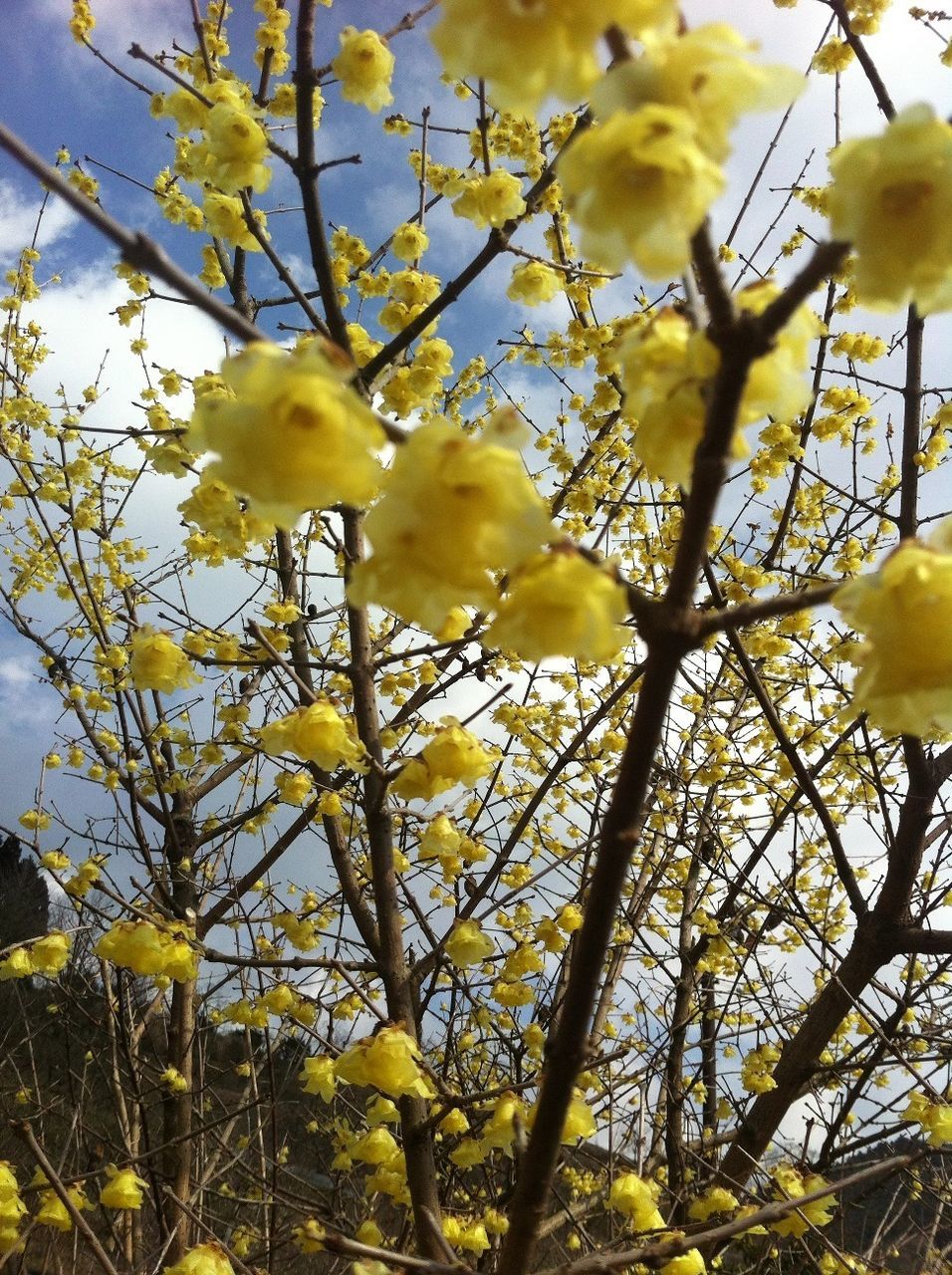 yellow, flower, branch, tree, growth, freshness, low angle view, animal themes, nature, beauty in nature, fragility, one animal, bird, animals in the wild, wildlife, perching, day, outdoors, sky, close-up