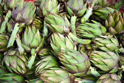 An exhibition of sardinian-type artichokes