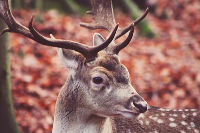 Close-up of deer