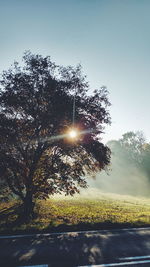 Sunlight streaming through trees against clear sky on sunny day