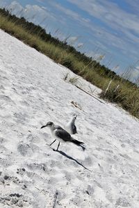 High angle view of bird on beach
