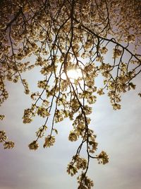 Low angle view of flowering tree against sky