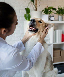 Vet examining dog. puppy at veterinarian doctor. animal clinic. pet check up and vaccination