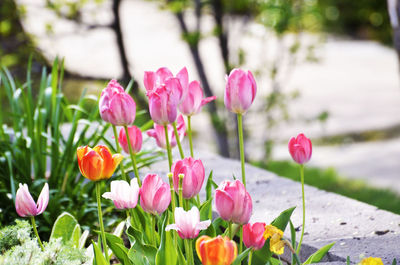 Close-up of pink flowers