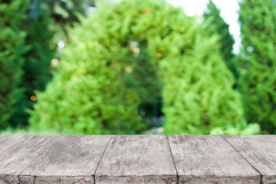 Close-up of footpath in park