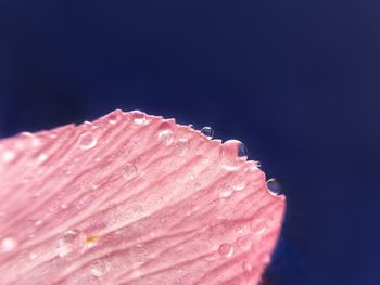 Close-up of flower