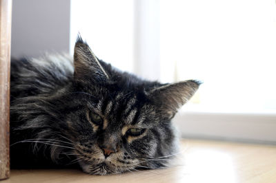 Close-up portrait of cat lying on floor