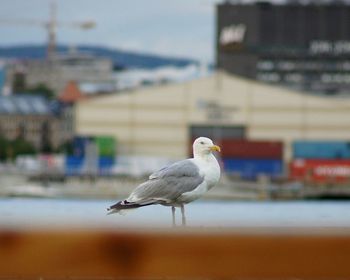 Close-up of seagull perching on sea against sky