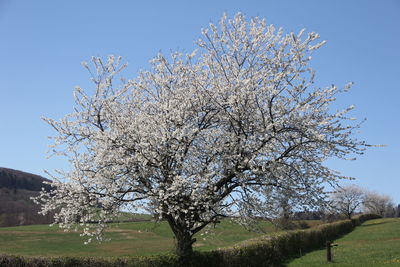 Cherry blossom tree on field