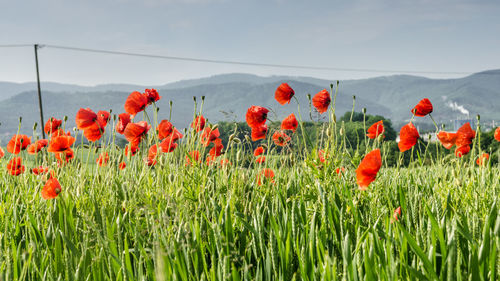 Close-up of poppies blooming on field against sky