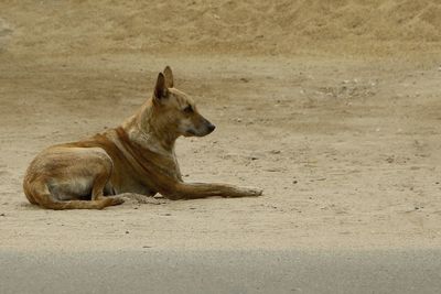 Stray dog sitting 