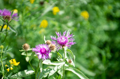 Close-up of bee on purple flower